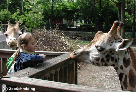 Auge in Auge mit Giraffen im Zoo Schmiding